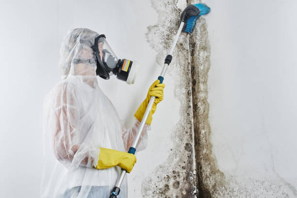 Best Residential Mold Removal  in Prairie Grove, AR