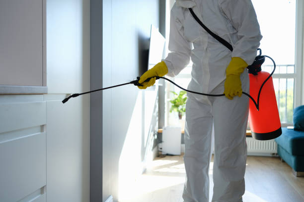Best Mold Remediation  in Prairie Grove, AR