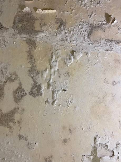 Best Local Mold Removal Service  in Prairie Grove, AR
