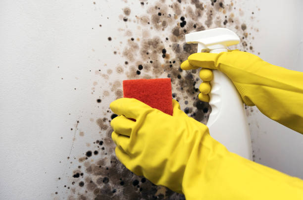 Best Crawl Space Mold Removal  in Prairie Grove, AR