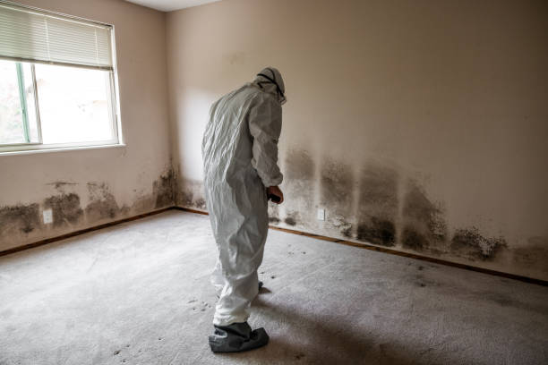 Mold Removal and Inspection in Prairie Grove, AR